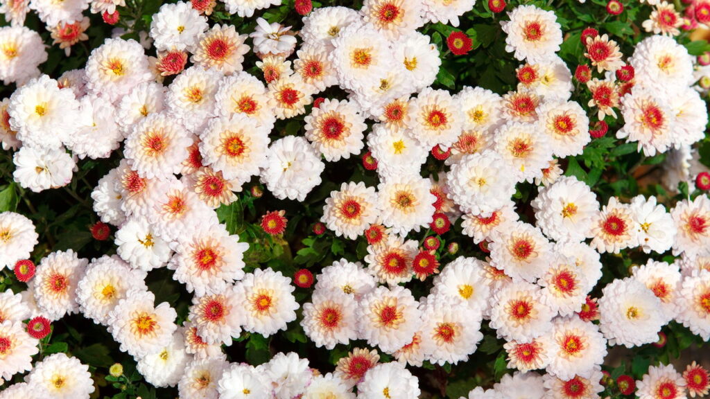 Plantas que simbolizam cada estação e como elas refletem a natureza