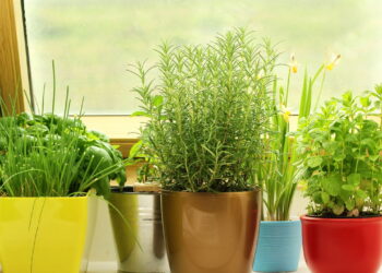Nem horta grande, nem estufa: a técnica que garante temperos frescos em casa