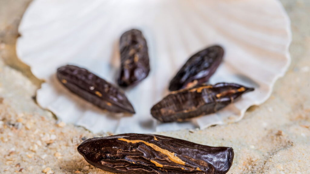 O poder escondido da fava-tonka que você precisa conhecer