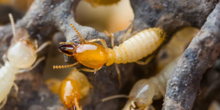 O pó natural mais eficaz para proteger móveis de cupins e traças