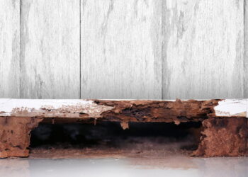 Aprenda a reconhecer pragas em móveis de madeira antes que piore