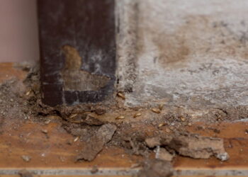 Como acabar com os cupins em casa usando apenas soluções naturais