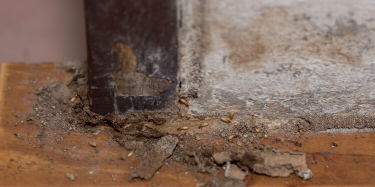 Como acabar com os cupins em casa usando apenas soluções naturais