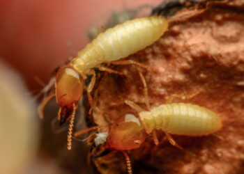 Essa erva aromática repele cupins e protege móveis de madeira
