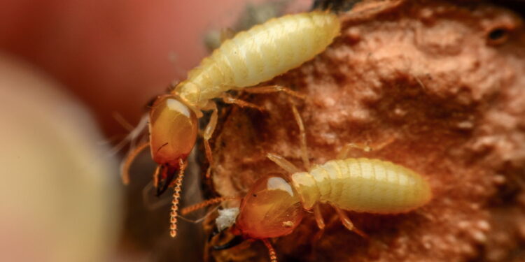Essa erva aromática repele cupins e protege móveis de madeira