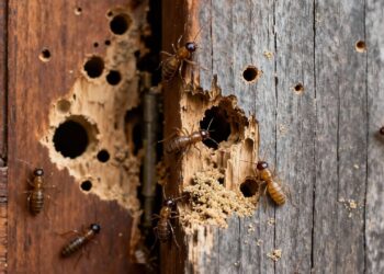 Como identificar sinais de cupins em portas e batentes e eliminá-los com soluções simples