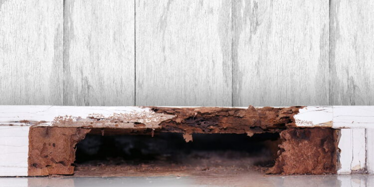 Cuidados simples que evitam cupins e brocas em móveis de madeira