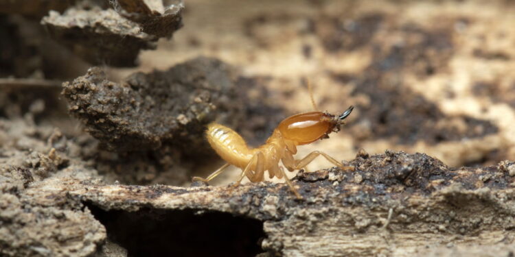 Maneira prática de proteger estantes contra cupins