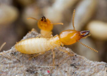 Como evitar cupins com ações práticas no dia a dia dos seus móveis