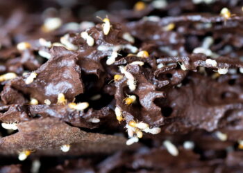 O melhor método caseiro para acabar com cupins no pé da mesa