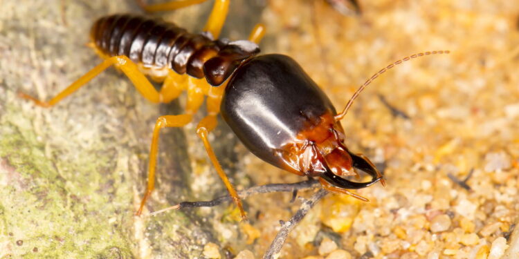 Conheça o truque simples que evita cupins e conserva seus móveis por anos