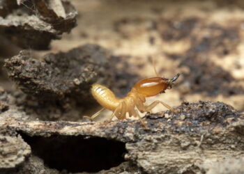 A solução caseira com neem que afasta cupins e preserva a madeira