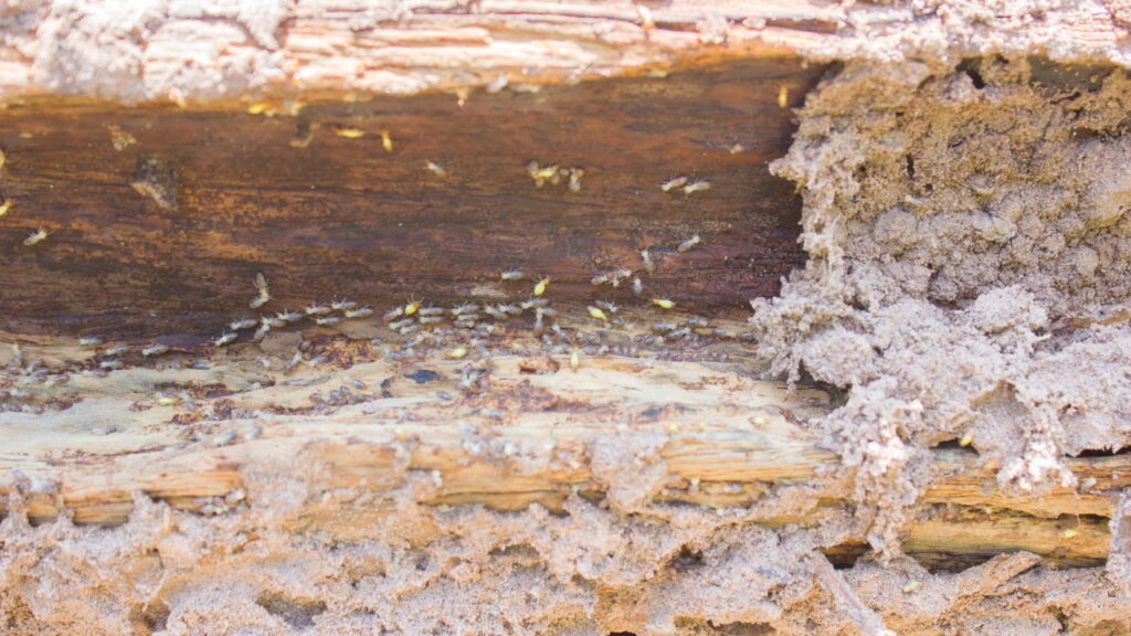 A solução caseira com neem que afasta cupins e preserva a madeira