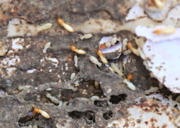 Evite esses 3 itens para manter os cupins longe da sua casa