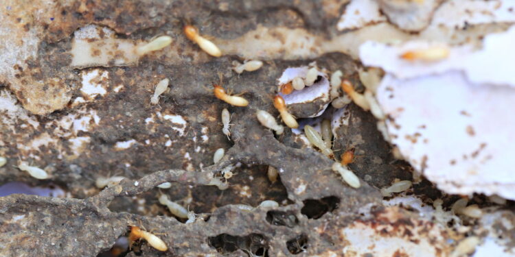 Evite esses 3 itens para manter os cupins longe da sua casa