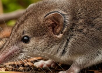 Como afastar o curut de casa sem produtos químicos