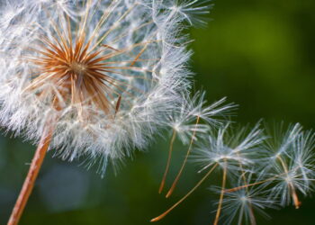 As plantas mais fáceis de cultivar para limpar o sangue naturalmente