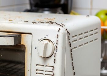 Esse método caseiro elimina formigas de eletrodomésticos sem estragar o aparelho