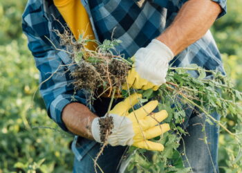 Nem químico, nem caro: o herbicida natural que elimina ervas daninhas em minutos
