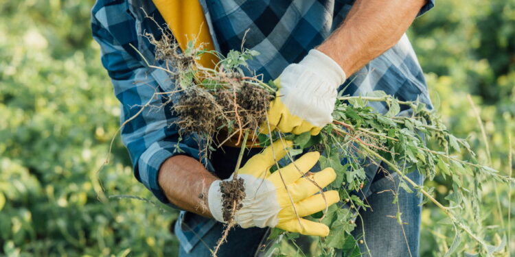 Nem químico, nem caro: o herbicida natural que elimina ervas daninhas em minutos