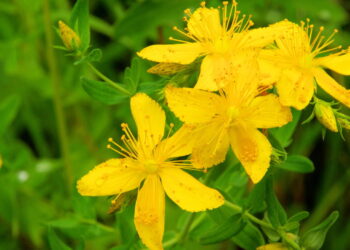Essa planta pode aliviar sintomas depressivos e proteger seu corpo