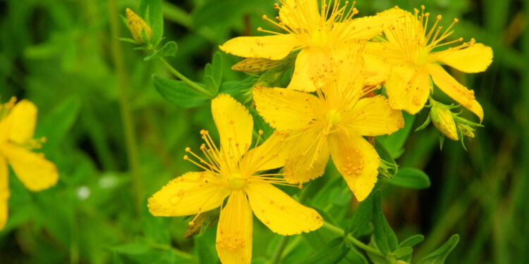 Essa planta pode aliviar sintomas depressivos e proteger seu corpo