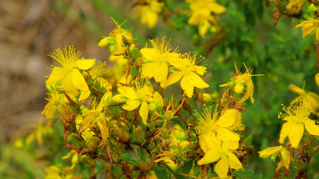 Essa planta pode aliviar sintomas depressivos e proteger seu corpo