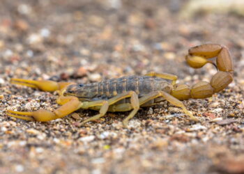 Essas plantas comuns podem atrair escorpiões amarelos para sua casa