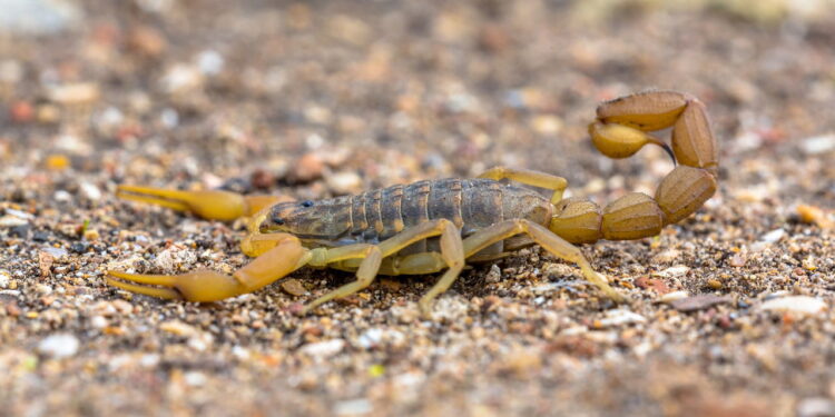 Essas plantas comuns podem atrair escorpiões amarelos para sua casa