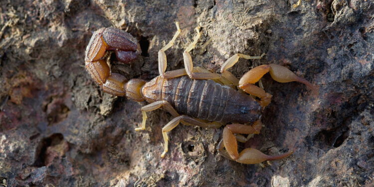6 esconderijos que atraem escorpiões dentro de casa e exigem cautela