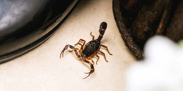 Conheça as plantas que afastam escorpiões e ainda deixam sua casa mais bonita