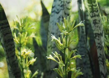 Plantas lindas que quase cuidam de si mesmas na decoração