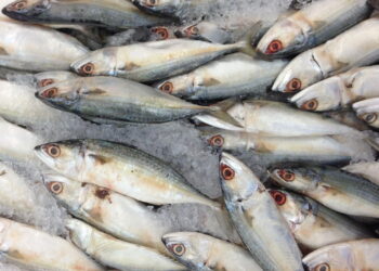 Menos conhecido que a sardinha, esse pequeno peixe cheio de benefícios e rico em proteínas deve ser consumido com mais frequência