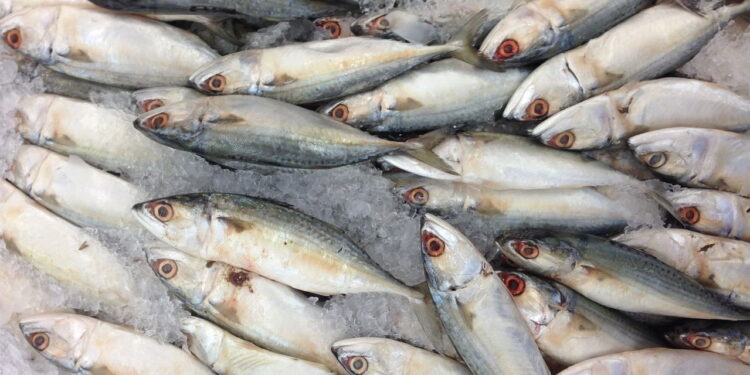 Menos conhecido que a sardinha, esse pequeno peixe cheio de benefícios e rico em proteínas deve ser consumido com mais frequência