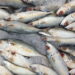 Menos conhecido que a sardinha, esse pequeno peixe cheio de benefícios e rico em proteínas deve ser consumido com mais frequência