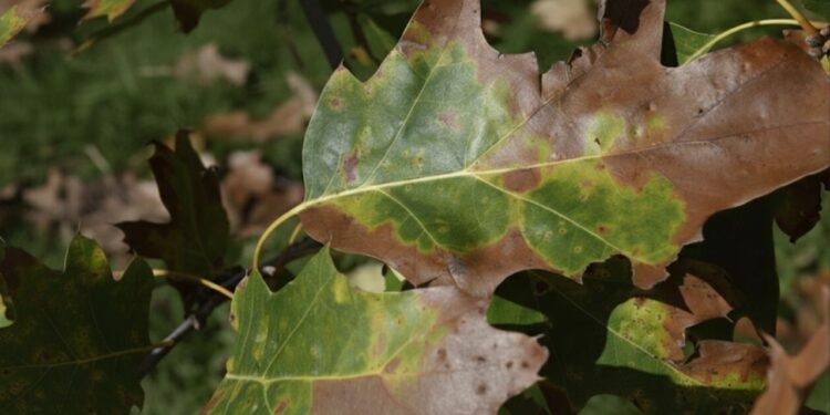 Indicação de estresse hídrico que compromete o equilíbrio da planta