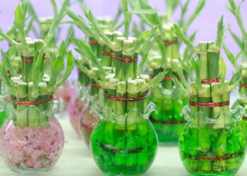 As 4 melhores plantas que crescem na água e não dão trabalho