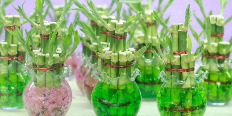 As 4 melhores plantas que crescem na água e não dão trabalho