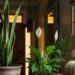 A planta que muitos têm em sua casa e que atrai energias ruins segundo o Feng Shui