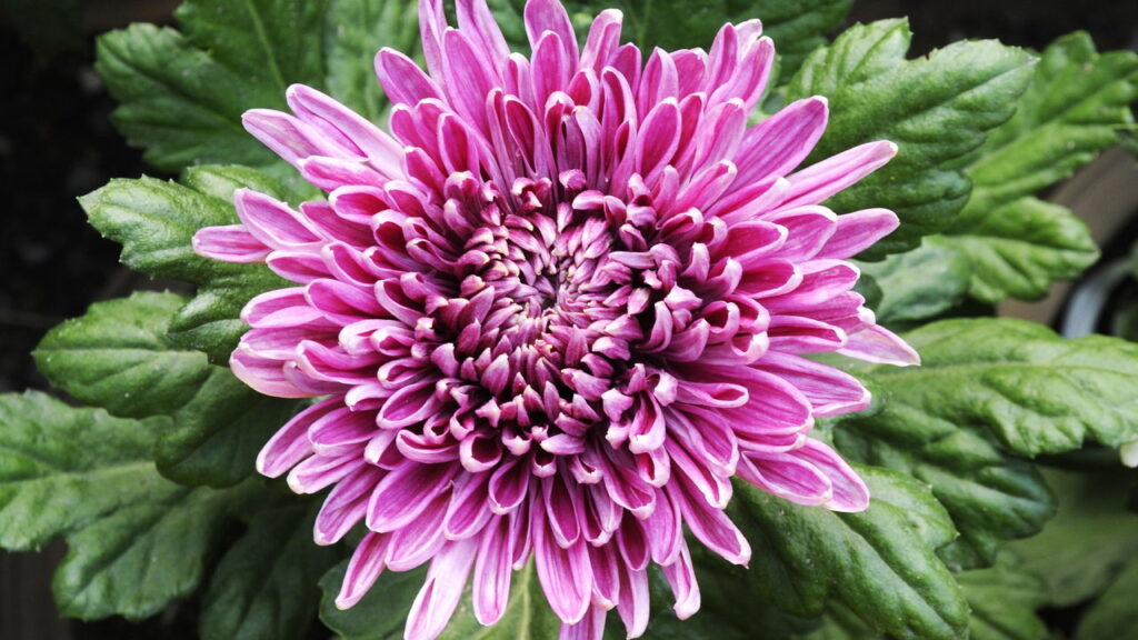 Flores ideais para cada estação que deixam seu jardim florido o ano inteiro