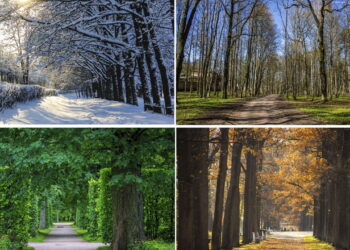 Flores ideais para cada estação que deixam seu jardim florido o ano inteiro