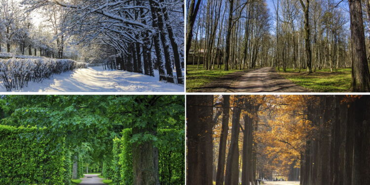 Flores ideais para cada estação que deixam seu jardim florido o ano inteiro