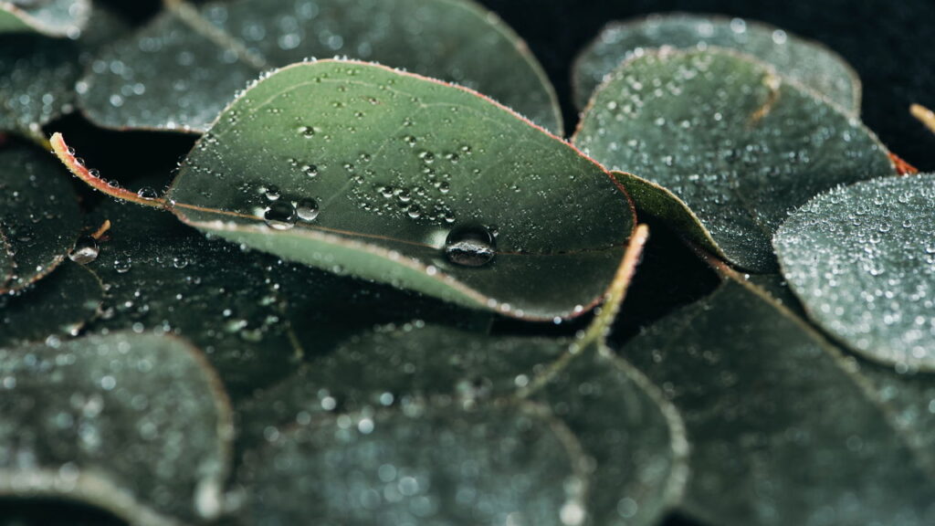 Essa planta alivia sinusite, tosse e ainda protege a pele