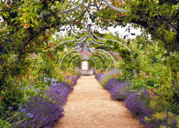 É assim que as flores sabem que é primavera
