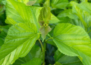 Folha poderosa regula hormônios e ainda faz bem ao intestino