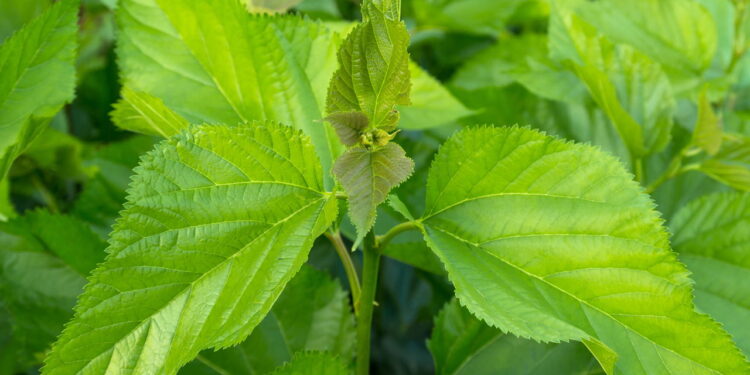 Folha poderosa regula hormônios e ainda faz bem ao intestino