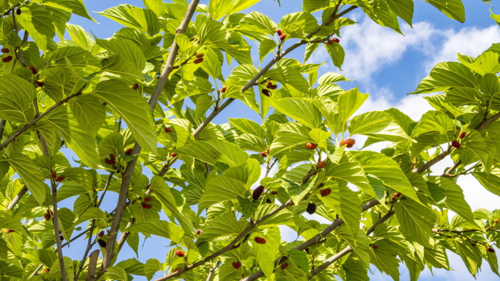 Folha poderosa regula hormônios e ainda faz bem ao intestino