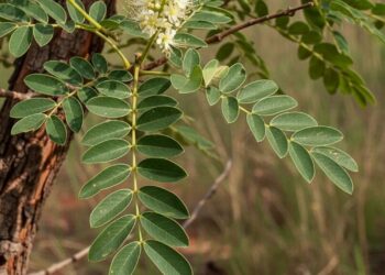 Essa planta medicinal ajuda com inflamações e infecções