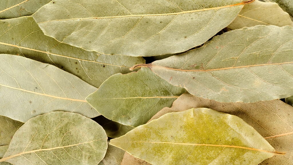 O truque natural mais eficaz para afastar insetos da sanduicheira