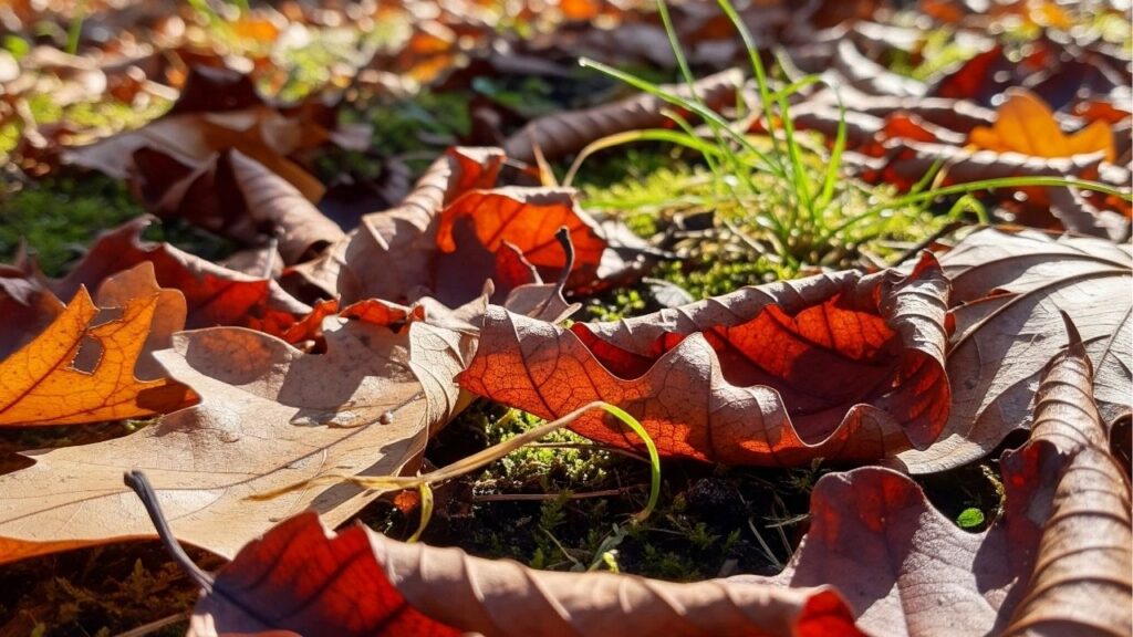 Nem mangueira, nem regador: o truque que mantém o jardim sempre úmido